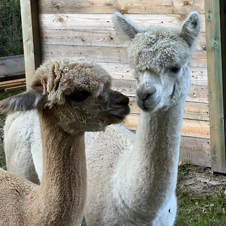 Lumineux Et Chaleureux Avec Piscine Estivale بيت للعطل