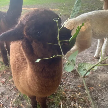 Tatil Evi Lumineux Et Chaleureux Avec Piscine Estivale *