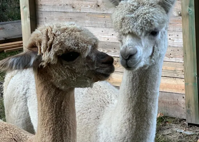 Lumineux Et Chaleureux Avec Piscine Estivale Vakantiehuis