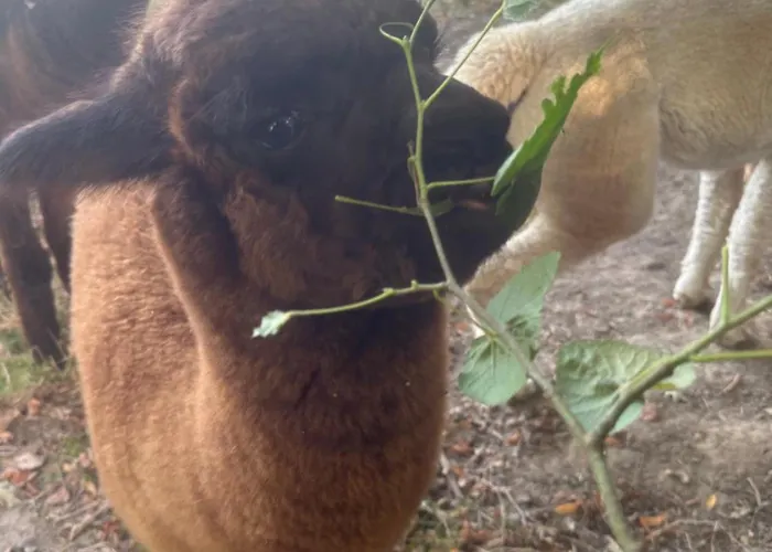 بيت للعطل Lumineux Et Chaleureux Avec Piscine Estivale *