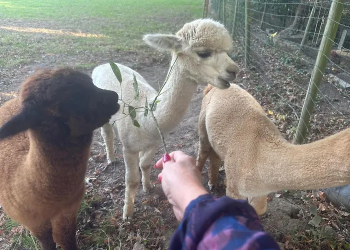 Vakantiehuis Lumineux Et Chaleureux Avec Piscine Estivale *