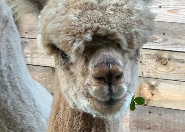 Lumineux Et Chaleureux Avec Piscine Estivale * Ramillies